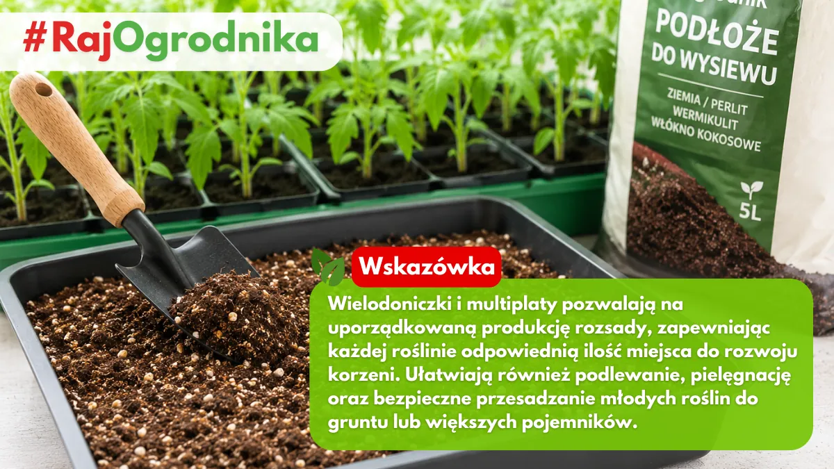 Dlaczego warto stosować wielodoniczki i multiplaty do rozsad sklep rajogrodnika